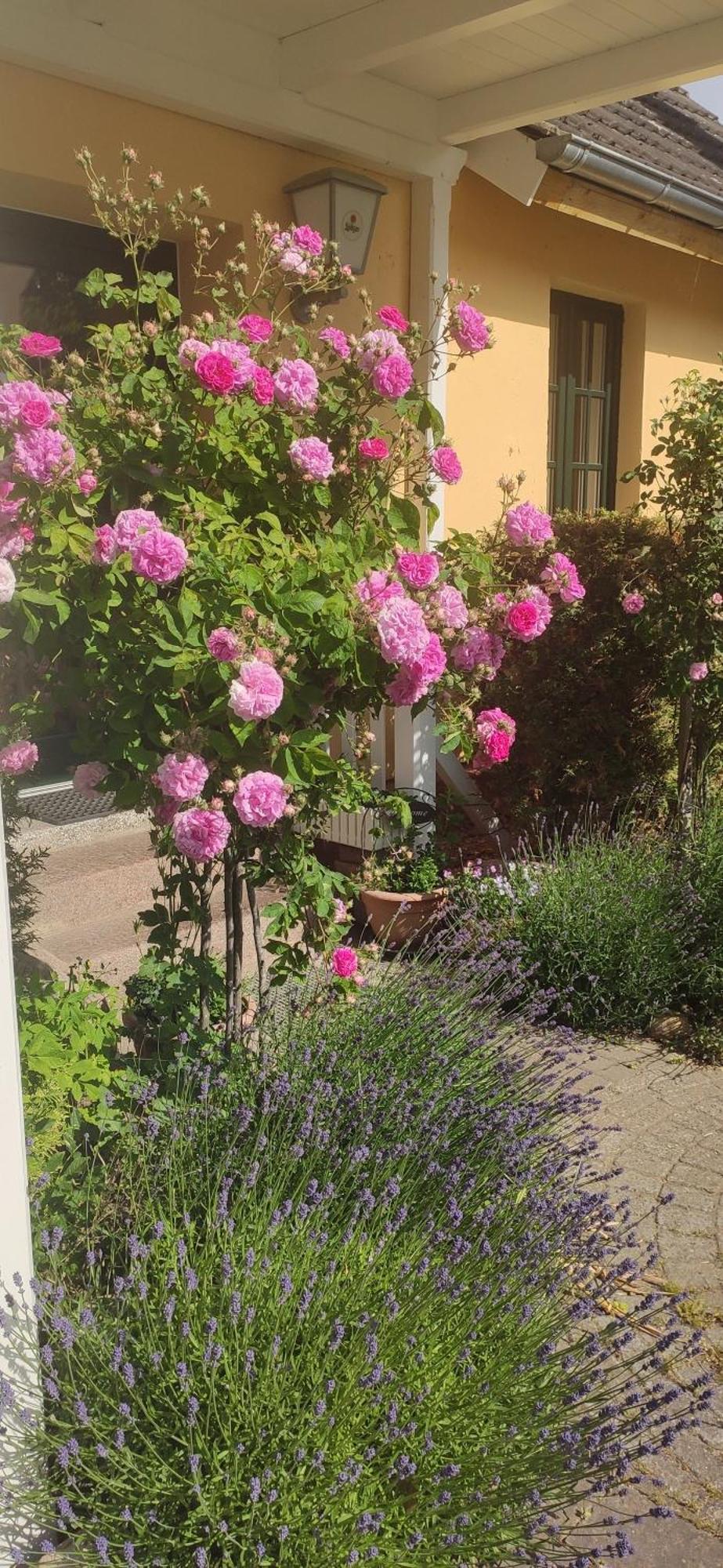 Wirtshaus Neuenkirchen Hotel Neuenkirchen auf Rugen ภายนอก รูปภาพ